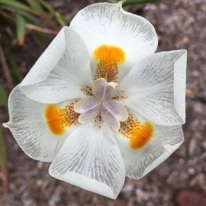 Meet your Posher, Jaclyn